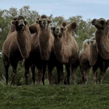 Endangered Species Awareness With The Toronto Zoo